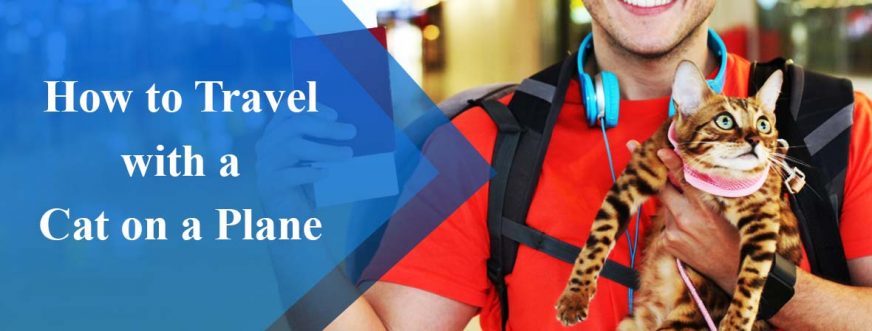 How To Travel With A Cat On A Plane | Adventure Gears Lab