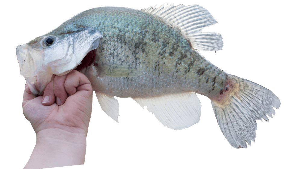How To Fish for Crappie